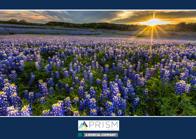 Preparing For Bluebonnet Season: The Best Scenic Wildflower Drives Near Austin